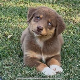 Bitty - Red tri-color female Australian Shepherd puppy in Stillwater, Oklahoma from Kennel de Fowler