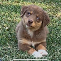 Bitty - Red tri-color female Australian Shepherd puppy in Stillwater, Oklahoma from Kennel de Fowler