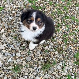 Fried Pickle - Black tri-color male Australian Shepherd puppy in Ashland, Ohio from SS Australian Shepherds