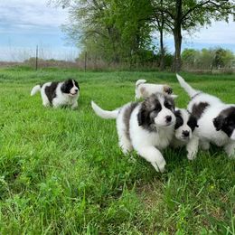 Pyrenean Mastiff Puppies from Estrella Polar Pyrenean Mastiffs