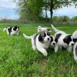 Pyrenean Mastiff Puppies from Estrella Polar Pyrenean Mastiffs