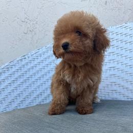 Domino - Red  male Goldendoodle puppy in Davie, Florida from Daviegoldendoodles