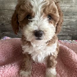 Nelly - Apricot female Cavapoo puppy in Camden, Michigan from FurEver Friends Finder