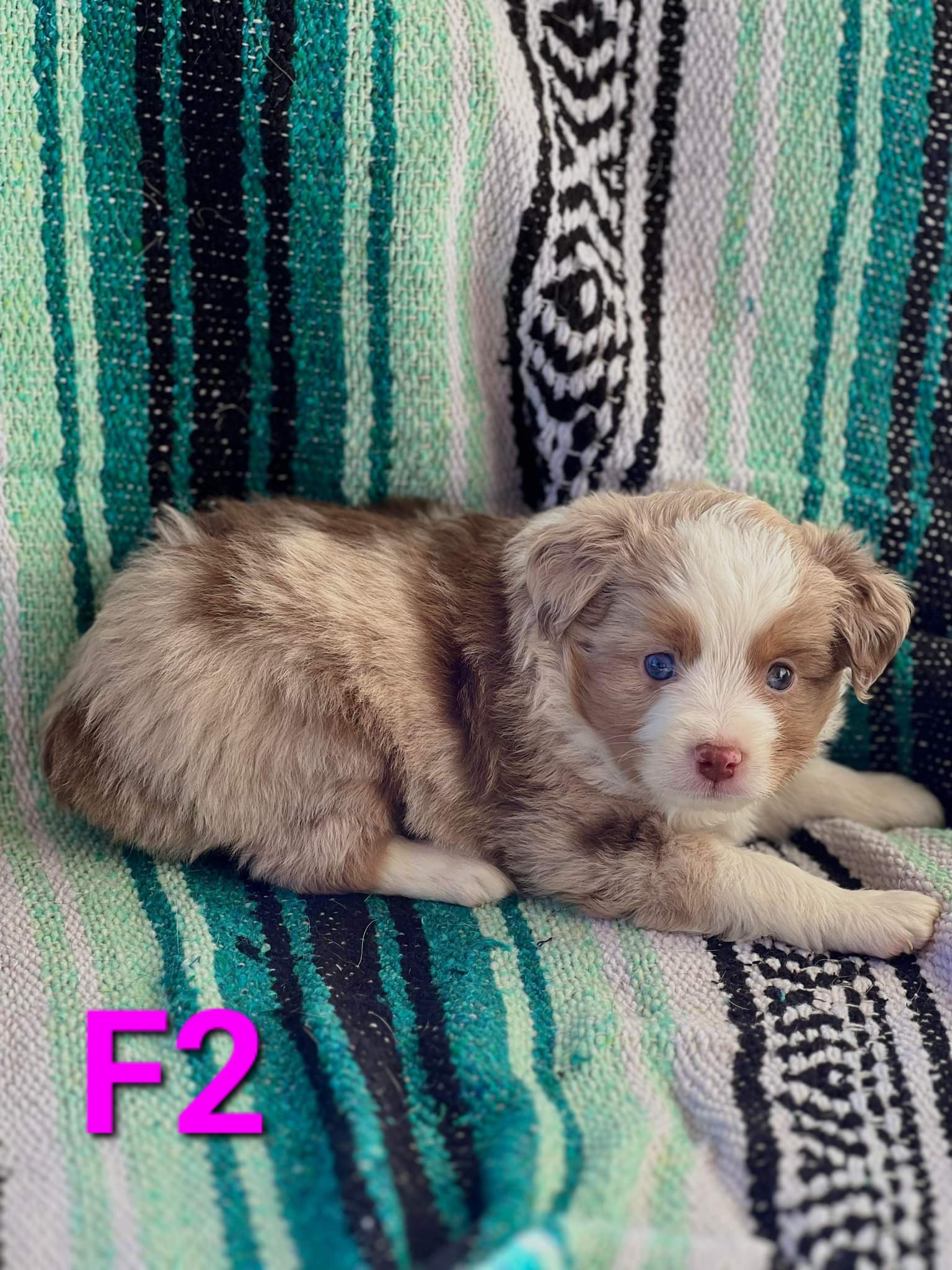 Pheobe - Red merle Miniature Australian Shepherd puppy in Texas from Rockin' A Miniatures