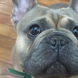 French Bulldogs from Franklin Heights Frenchies