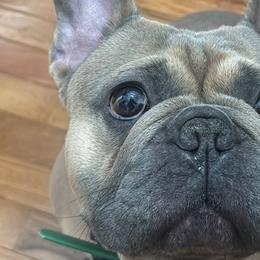 French Bulldogs from Franklin Heights Frenchies