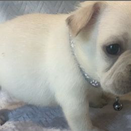 French Bulldogs from DZ Frenchies