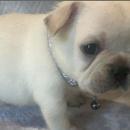 French Bulldogs from DZ Frenchies