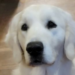 Willie - Golden Retriever