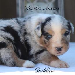 Cuddles - Blue merle male Australian Shepherd puppy in Ceres, California from Knight's Aussies