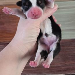Girl 1 - Black and tan female Pembroke Welsh Corgi puppy in Bell, Florida from Little Bit Corgis