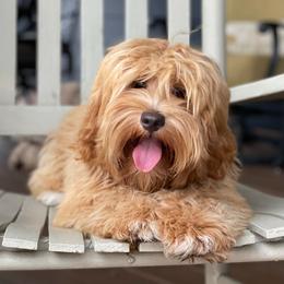 Stetson - Australian Labradoodle