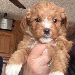 Twinkle (Pink) - Red  female Goldendoodle puppy in Newaygo, Michigan from West Michigan Doodles and Poodles