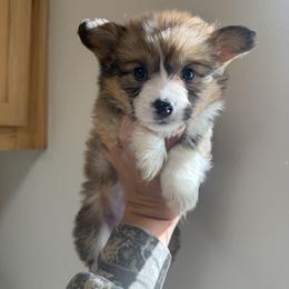 Ash - White and red male Pembroke Welsh Corgi puppy in Red Bluff, California from Wilder Ranch Corgis
