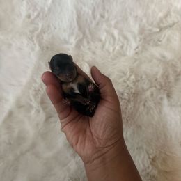 Chelsea - Black and gold female Yorkshire Terrier puppy in Patterson, California from Luxe Yorkies of Central Valley