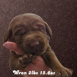 Wren - Chocolate female Dilute Retriever puppy in Sidney, Nebraska from Nebraska Strong Labradors