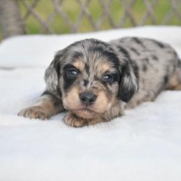 Boy 2 - Dapple male Dachshund puppy in Martinsville, Virginia from Rea's Doxies