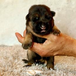 White collar - Black and red female German Shepherd puppy in Stockton, California from Zaragoza German Shepherds