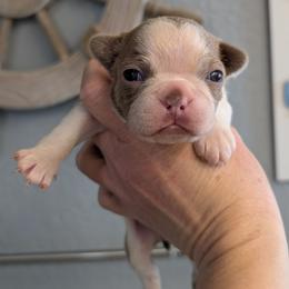 Champagne boy 6 - Lilac male Boston Terrier puppy in Oak Hills, California from All American Boston Terriers