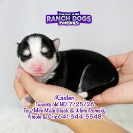 Kaiden - Black and white male Pomsky puppy in Humeston, Iowa from M.A.R. Dogs