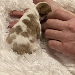 Cavalier King Charles Spaniel Puppies from Mystic Cavaliers & Cavapoos