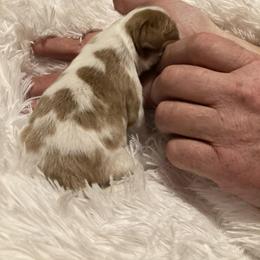 Cavalier King Charles Spaniel Puppies from Mystic Cavaliers & Cavapoos