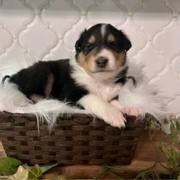 Angelica Pickles - Black white and tan female Collie puppy in Chilhowie, Virginia from Jolly Collies