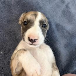 Cornbread - Fawn brindle female Whippet puppy in Fort Myers, Florida from Rainbow Whippets