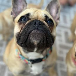 French Bulldogs from Repp’s Frenchies