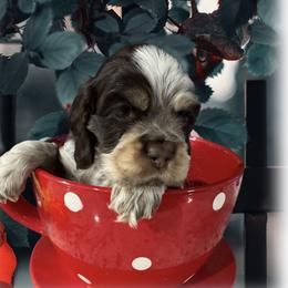Boudin - Brown white and tan male Cocker Spaniel puppy in Texarkana, Texas from K&M Cocker Spaniels