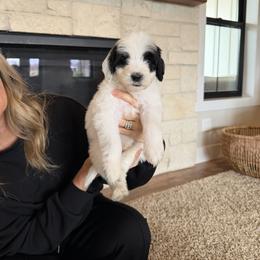 Holly - Black and white female Bernedoodle puppy in Yuba City, California from Ranch House Doodles