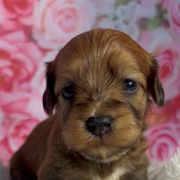 Protea - Red sable female Havanese puppy in Clermont, Florida from Country Sweet Havanese and Creative Coaching