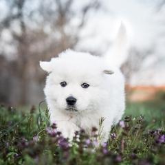 Border Collie, Bordoodle, and Maremma Sheepdog Puppies from 2J 2K Border Collies