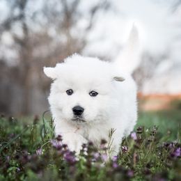 Border Collie, Bordoodle, and Maremma Sheepdog Puppies from 2J 2K Border Collies