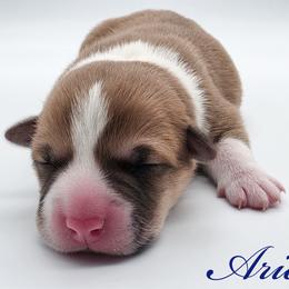 Ariel - Red female Pembroke Welsh Corgi puppy in Aumsville, Oregon from West Coast Corgi