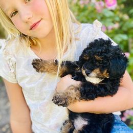 Little Titan  - Poodle