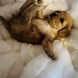 Bernedoodle, Cavapoo, and Goldendoodle Puppies from 406Doodles