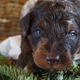 Boy 2 - male Bernedoodle puppy in Caldwell, Idaho from Treasure Valley Poodles