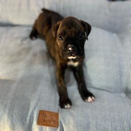 Boy 1 - Brindle male Boxer puppy in Prestonsburg, Kentucky from Diamond Standard Boxers