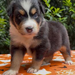 Pepper - Black tri-color female Australian Shepherd puppy in Inverness, Florida from Swamp Puppy Canine Kennel