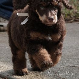 Poodle Puppies from Antigua Standard Poodles
