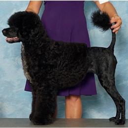 IDK - Portuguese Water Dog