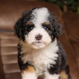 Éclaire - Trained Puppy - Tri-color female Bernedoodle puppy in Youngstown, Florida from Wonderland’s Boujie Kennels