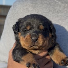 Pink collar (F) - Black and rust female Rottweiler puppy in San Antonio, Texas from VHWilliamsRottweilers