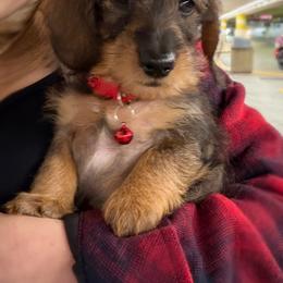 Dachshund Puppies from Royal Bloodline Canines