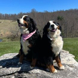 Bernese Mountain Dogs from Blacksburg Berners