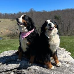 Bernese Mountain Dogs from Blacksburg Berners