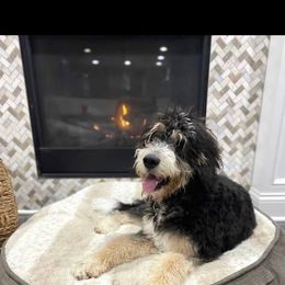 Magnolia - Bernedoodle