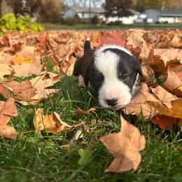 Bones - Brindle and white male Cardigan Welsh Corgi puppy in Clio, Michigan from Old Oak Cardigans