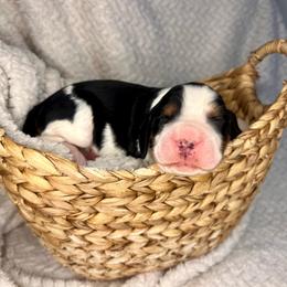 Kelly - Black white and tan female English Springer Spaniel puppy in Swainsboro, Georgia from Sweet Georgia Springers